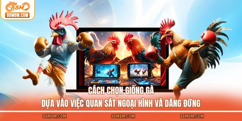 Cách chọn giống gà thông qua quan sát ngoại hình và tướng đứng