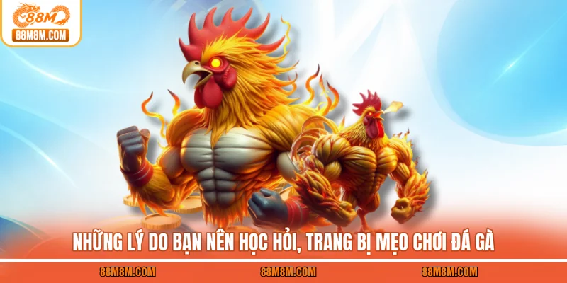 Những lý do bạn nên học hỏi, trang bị mẹo chơi đá gà